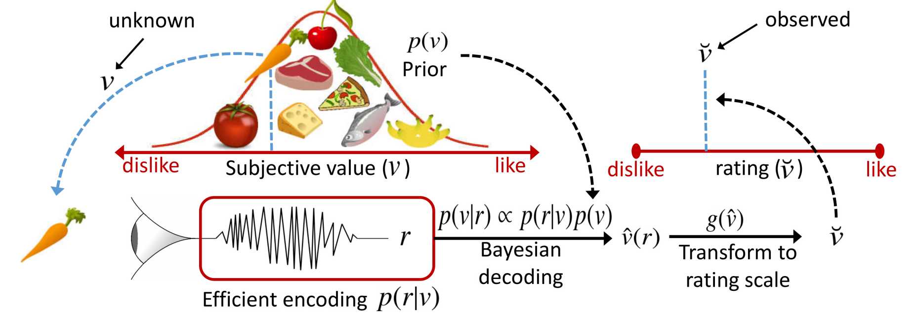  Neural foundations of perceptual and economic decisions